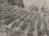 JAPAN. Kobe- A Tea Plantation outside the Town 1895 old antique print picture