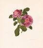 OLD GARDEN ROSES. Rosa Gallica Belle de Crecy. CHARLES RAYMOND 1957 print
