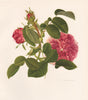 OLD GARDEN ROSES. Rosa Gallica du MaÎtre D'école. CHARLES RAYMOND 1957 print
