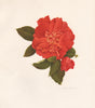 OLD GARDEN ROSES. Rosa Gallica Maxima. CHARLES RAYMOND 1957 vintage print