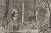 AFRICA. Forest of Mangroves, coast of Africa 1882 old antique print picture