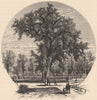 BOSTON COMMON. Old Elm. Massachusetts 1874 antique vintage print picture