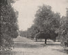 Orange groves, Seville, Florida 1895 old antique vintage print picture