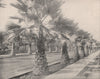 Avenue of palms, Los Angeles, California 1895 old antique print picture