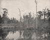 A Swamp in Louisiana 1895 old antique vintage print picture