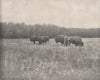 Silver Heights, Winnipeg, Manitoba, Canada. American Buffalo/Bison 1895 print