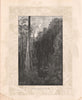 A Sassafras gully on the BLACK SPUR. Victoria, Australia 1888 old print