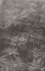 Fern-Tree Gully. MELBOURNE. Australia 1888 old antique vintage print picture