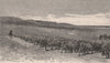 AULDANA Vineyard. Adelaide. Australia 1888 old antique vintage print picture