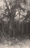 Kauri Pine Forest. New Zealand 1888 old antique vintage print picture