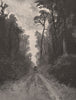 Through the Seventy-Mile Bush. New Zealand 1888 old antique print picture