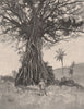 Backa Tree. FIJI 1888 old antique vintage print picture