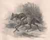 A black tracker. Australia 1888 old antique vintage print picture