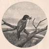 Butcher-Bird. Australasia 1888 old antique vintage print picture