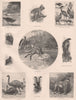 AUSTRALIAN FAUNA Wombat Platypus Koala Opossum Kangaroo Cassowary Emu Dingo 1888