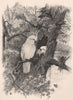 Leadbeater's Cockatoo. Australasia 1888 old antique vintage print picture