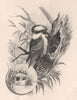 Laughing Jackass. Australasia 1888 old antique vintage print picture