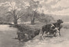 Cattle swimming The DARLING. New South Wales. Australia 1888 old antique print