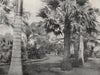 HONOLULU. A typical Hawaiian yard. Hawaii 1895 old antique print picture