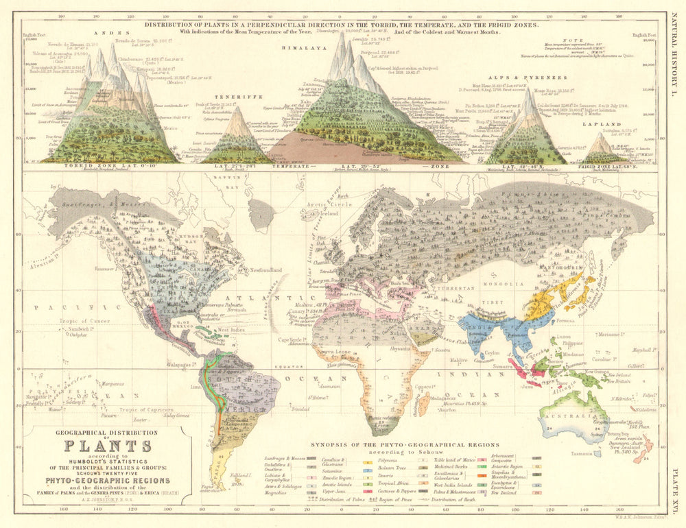 WORLD.Geographical & perpendicular Plant distribution.Humboldt Schouw 1850 map