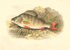 FRESHWATER FISH. Perch (Perca fluviatilis) - Houghton / Lydon 1879 old print