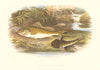 FISH.Ruffe Miller's Thumb(Acerina cernua,Cottus gobio)-Houghton / Lydon 1879
