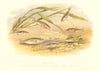 STICKLEBACKS. Rough,smooth-tailed;Half-Armed;Short,4,10 Spined-Houghton 1879