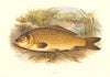 FRESHWATER FISH. Carp (Cyprinus carpio) - Houghton / Lydon 1879 old print