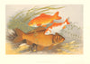 FRESHWATER FISH. Golden & Bronze Carp (Carassius auratus)-Houghton/Lydon 1879