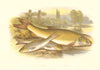 FISH.Gudgeon.Barbel.(Barbus vulgaris,Gobio fluviatilis)-Houghton / Lydon 1879