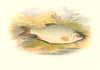 FRESHWATER FISH. Roach (Leuciscus rutilus) - Houghton / Lydon 1879 old print