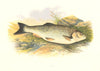 FRESHWATER FISH. Chub (Leuciscus cephalus) - Houghton / Lydon 1879 old print