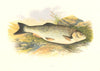FRESHWATER FISH. Chub (Leuciscus cephalus) - Houghton / Lydon 1879 old print