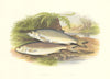 FISH.Graining.Dace.(Leuciscus vulgaris,lancastriensis)-Houghton / Lydon 1879