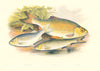 FISH.Azurine.Dobule.Rudd.(Leuciscus caeruleus,dobula)-Houghton / Lydon 1879