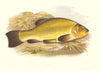 FRESHWATER FISH. Tench (Tinca vulgaris) - Houghton / Lydon 1879 old print