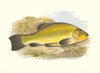 FRESHWATER FISH. Tench (Tinca vulgaris) - Houghton / Lydon 1879 old print