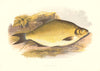 FRESHWATER FISH. Common Bream (Abramis brama) - Houghton / Lydon 1879 print