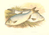FISH.Pomeranian & White Bream(Abramis blicca,Buggenhagii)-Houghton/Lydon 1879