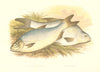 FISH.Pomeranian & White Bream(Abramis blicca,Buggenhagii)-Houghton/Lydon 1879