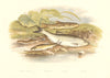 FISH.Spined Loach.Minnow.Bleak.(Cobites taenia,Alburnus lucidus)-Houghton 1879