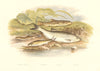 FISH.Spined Loach.Minnow.Bleak.(Cobites taenia,Alburnus lucidus)-Houghton 1879