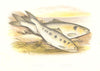 FRESHWATER FISH.Allis Shad.Twaite Shad.(Clupea alosa,finta)-Houghton/Lydon 1879