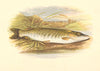 FRESHWATER FISH. Pike (Esox lucius) - Houghton / Lydon 1879 old antique print