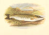 FRESHWATER FISH. Pike (Esox lucius) - Houghton / Lydon 1879 old antique print