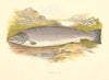 FRESHWATER FISH. Salmon (Male)  (Salmo salar) - Houghton / Lydon 1879 print