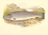 FRESHWATER FISH. Salmon (Male)  (Salmo salar) - Houghton / Lydon 1879 print