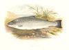 FRESHWATER FISH. Salmon Trout (Salmo trutta) - Houghton / Lydon 1879 old print