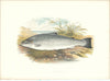 FRESHWATER FISH. Salmon Trout (Salmo trutta) - Houghton / Lydon 1879 old print