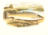 FRESHWATER FISH. Salmon Trout (Var)  (Salmo trutta) - Houghton / Lydon 1879